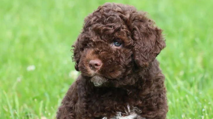 Lagotto Romagnolo Dog photo