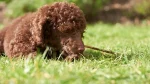 Lagotto Romagnolo Dog photo