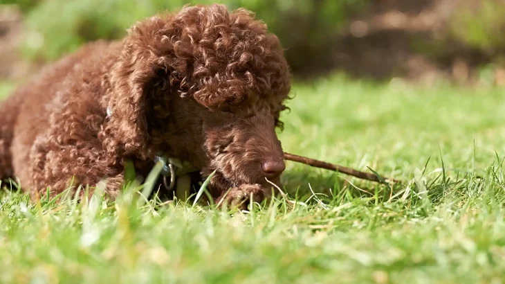 Lagotto Romagnolo Dog photo