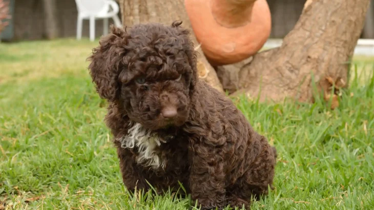 Lagotto Romagnolo Dog photo