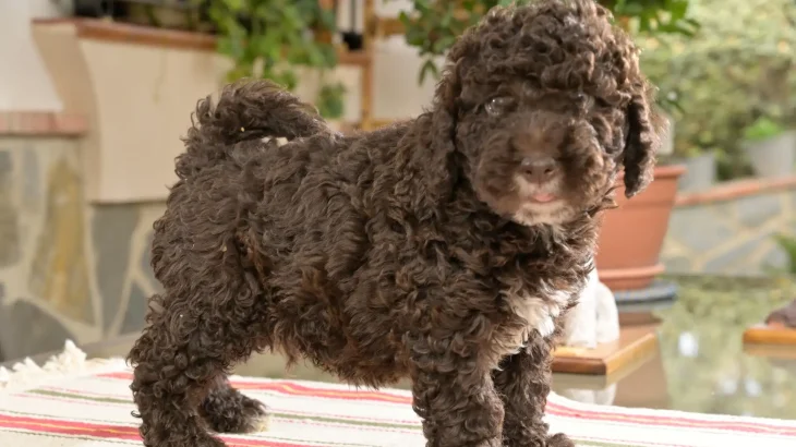 Lagotto Romagnolo Dog photo