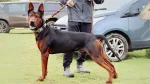 Laizhou Hong Dog photo