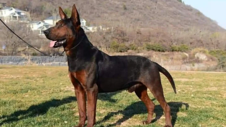 Laizhou Hong Dog photo