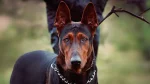 Laizhou Hong Dog photo