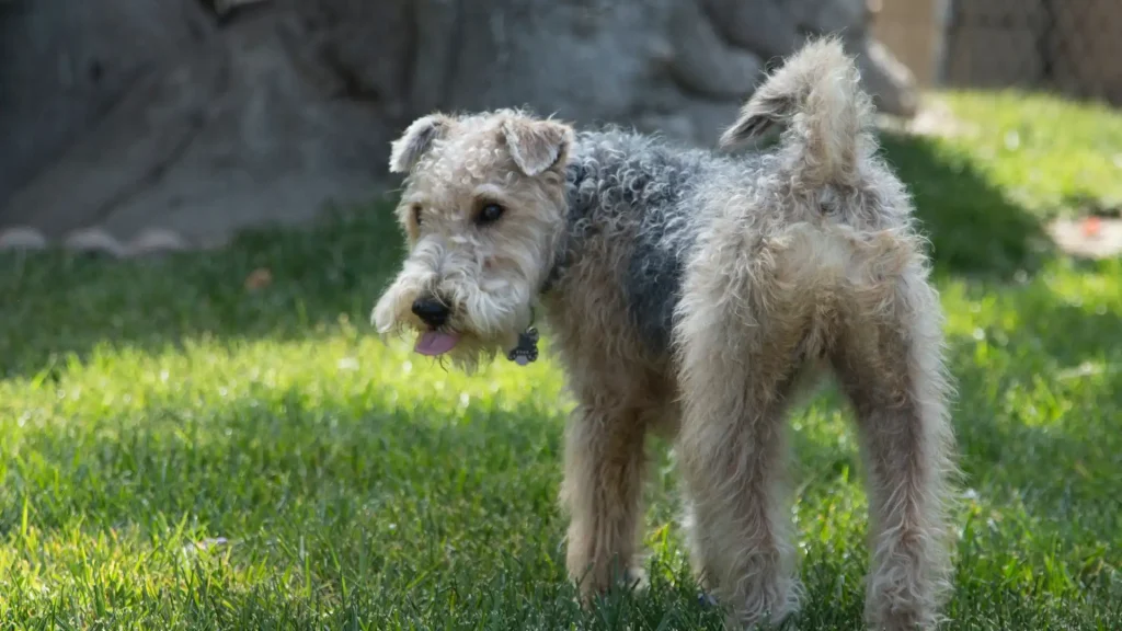 Lakeland Terrier Dog photo