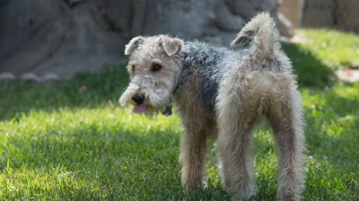 Lakeland Terrier Dog photo