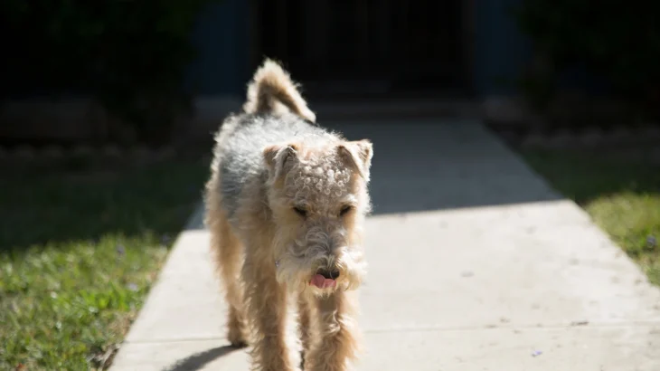 Lakeland Terrier Dog photo