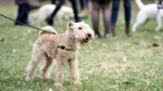 Lakeland Terrier Dog photo