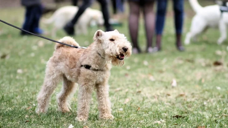 Lakeland Terrier Dog photo
