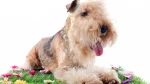 Lakeland Terrier Dog photo