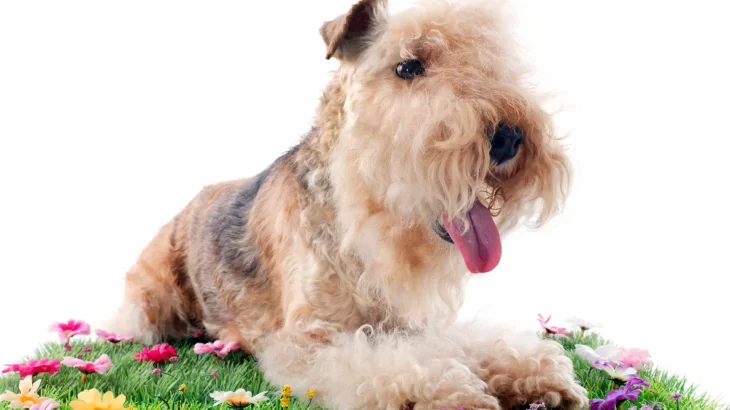 Lakeland Terrier Dog photo