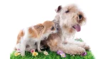 Lakeland Terrier Dog photo