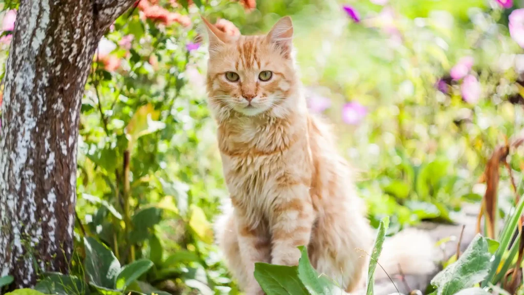 Lambkin Cat photo