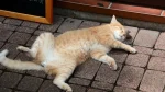 Lambkin Cat photo