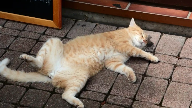Lambkin Cat photo