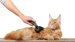Lambkin Cat photo