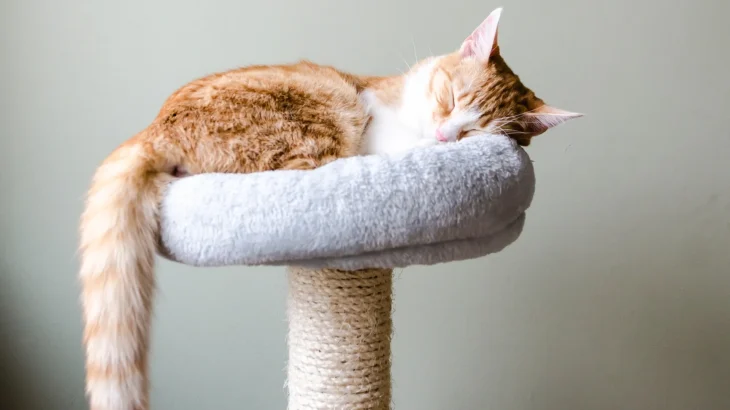 Lambkin Cat photo