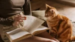 Lambkin Cat photo