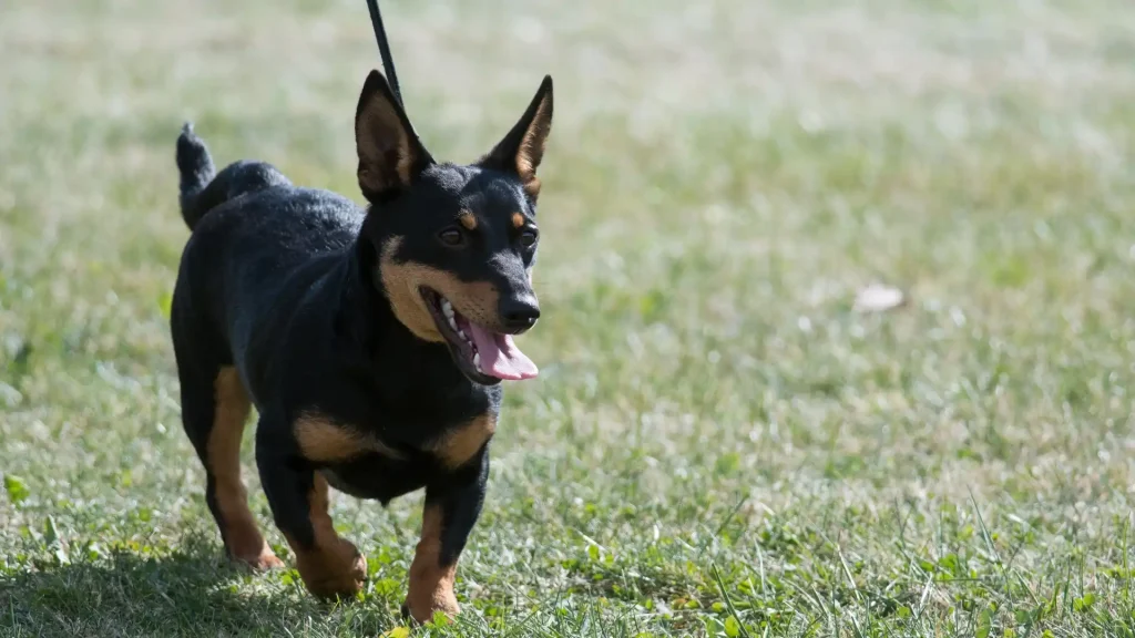 Lancashire Heeler Dog photo