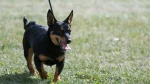 Lancashire Heeler Dog photo