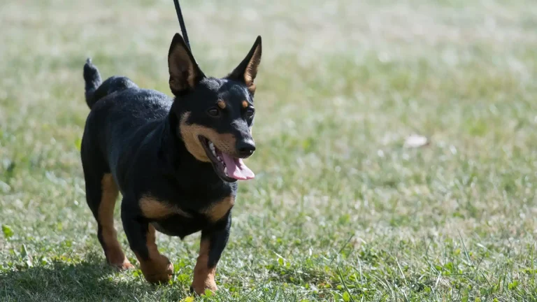 Lancashire Heeler Dog photo