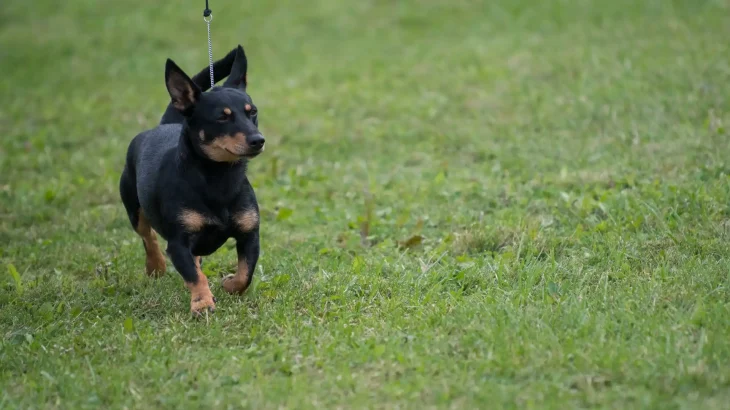 Lancashire Heeler Dog photo