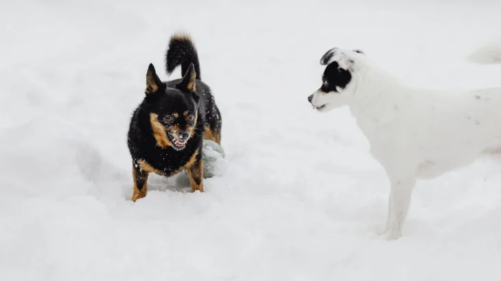 Lancashire Heeler Dog photo