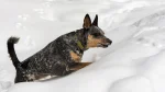 Lancashire Heeler Dog photo