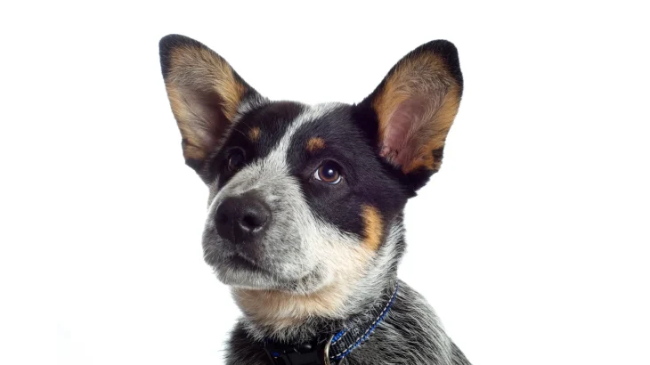 Lancashire Heeler Dog photo