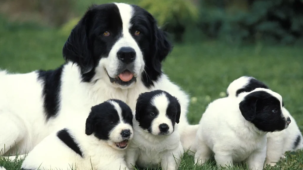 Landseer Dog photo