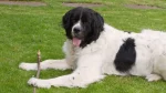 Landseer Dog photo