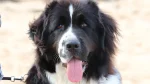 Landseer Dog photo