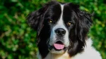 Landseer Dog photo