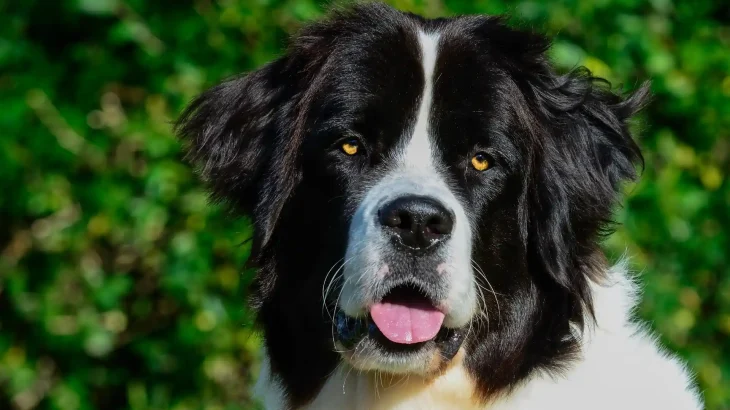 Landseer Dog photo
