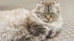 LaPerm Cat photo