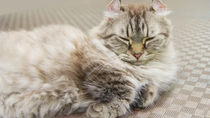 LaPerm Cat photo