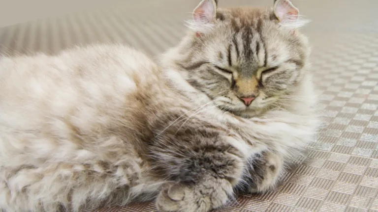 LaPerm Cat photo