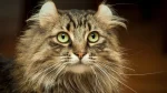 LaPerm Cat photo