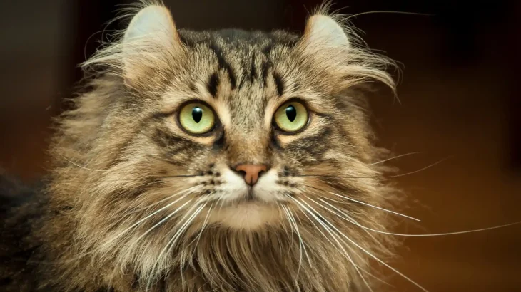 LaPerm Cat photo