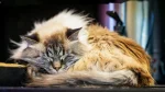 LaPerm Cat photo