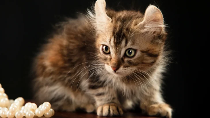 LaPerm Cat photo
