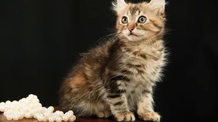 LaPerm Cat photo