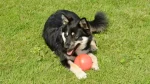 Lapponian Herder Dog photo