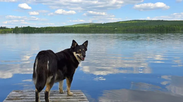 Lapponian Herder Dog photo
