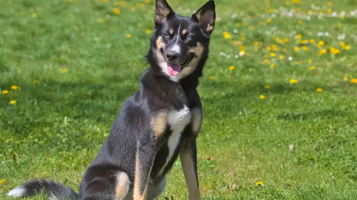 Lapponian Herder Dog photo