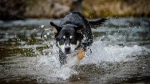 Lapponian Herder Dog photo