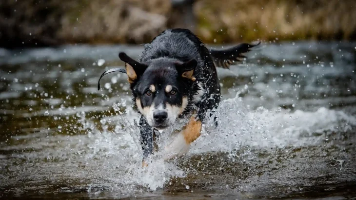 Lapponian Herder Dog photo