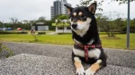 Lapponian Herder Dog photo