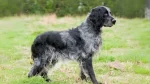 Large Münsterländer Dog photo