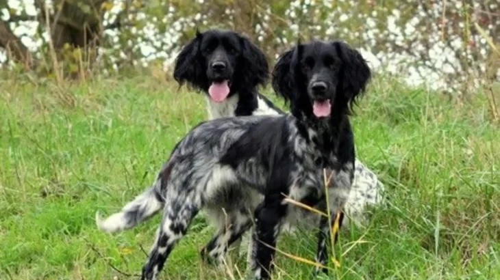 Large Münsterländer Dog photo